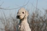 BEDLINGTON TERRIER 092
